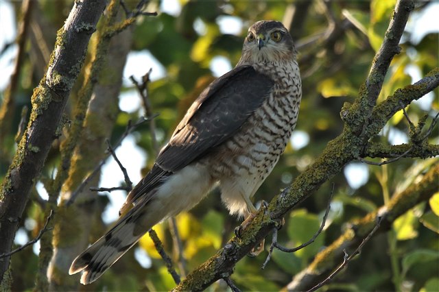 A perched sparrowhawk