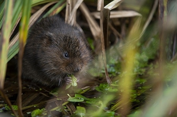 A water vole, a small brown haired mammal, munches on vegetation in a pond