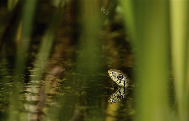 A grass snake keeps its head out of the water as it swims in wetland at RSPB Rainham Marshes in Essex