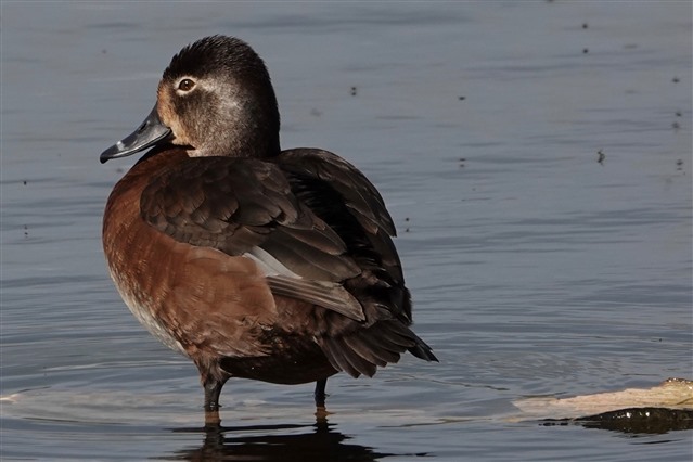 Photo of a Ring-necked Duck at RSPB Leighton Moss nature reserve