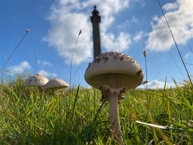 three parasol mushrooms in grass in the foreground with the Cider Monument in the back on a background of blue sky and white clouds
