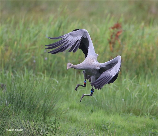 Young crane flapping its wings