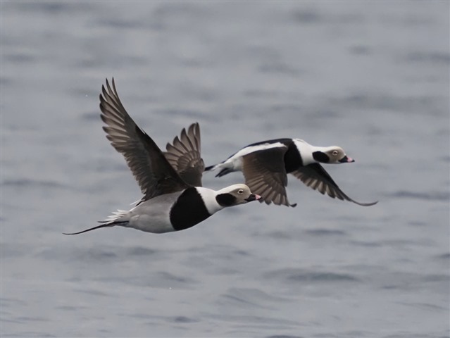 2 Long-tailed ducks in flight
