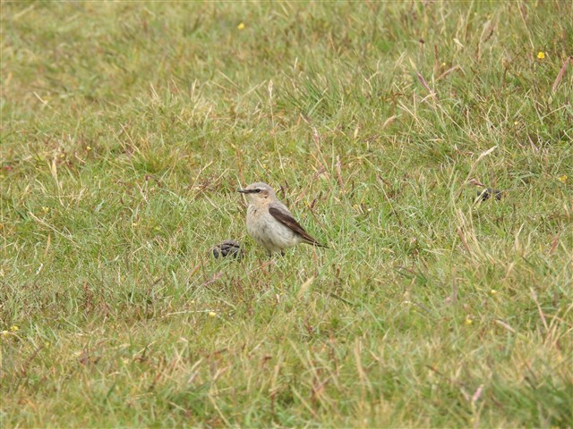 a young wheatear