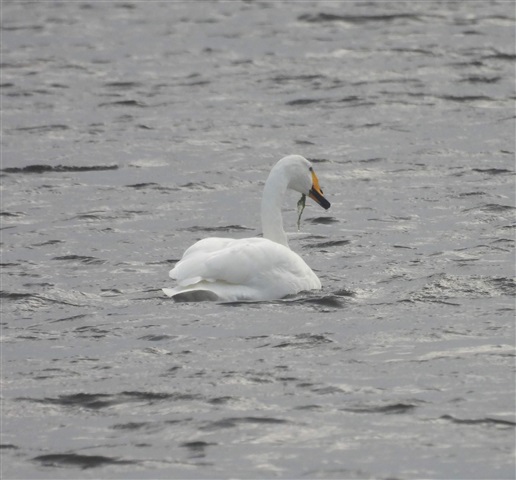 a single whooper swan has it's back slightly to the camera whilst some vegetation can be seen hanging from it's bill