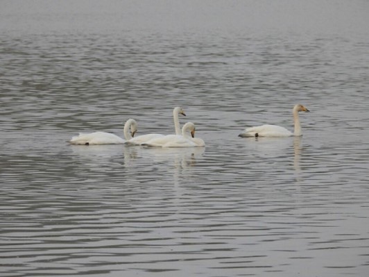 4 Adult Whooper swans on Loch of Spiggie 