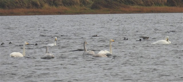 a family of whooper swans on a loch
