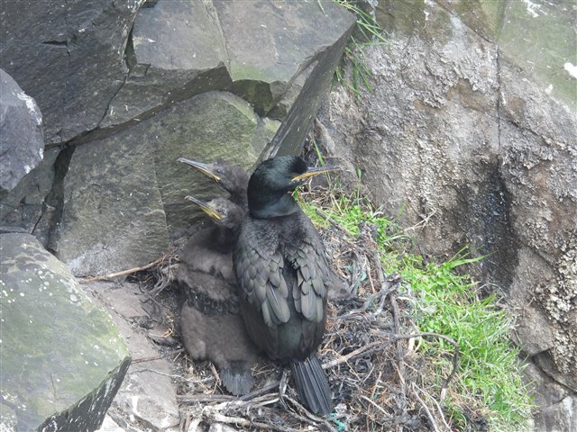 A shag with two chicks