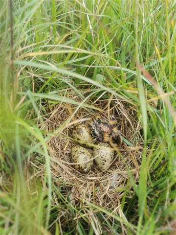 A small woven nest contains a newly hatched phalarope chick, an egg with a beak breaking through and two other eggs