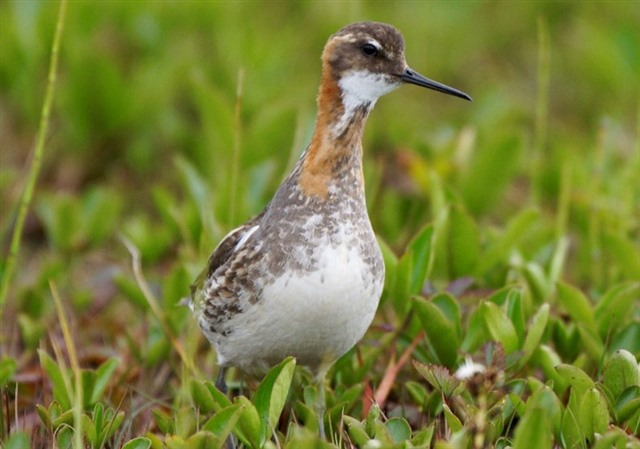 A red-necked phalarope