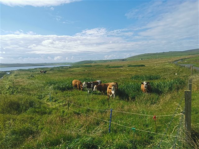 A small herd of cows amongst the vegetation at Loch of Spiggie