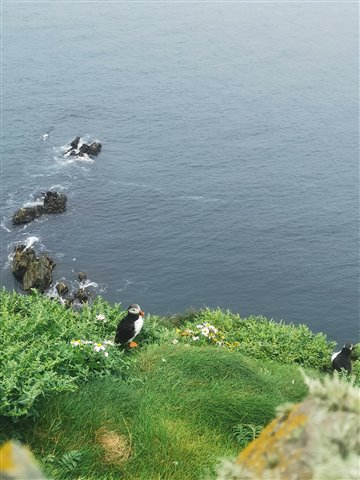 A single puffin sat on a grassy cliff edge