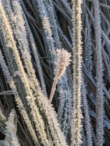 Frosted reeds and grasses by Wes