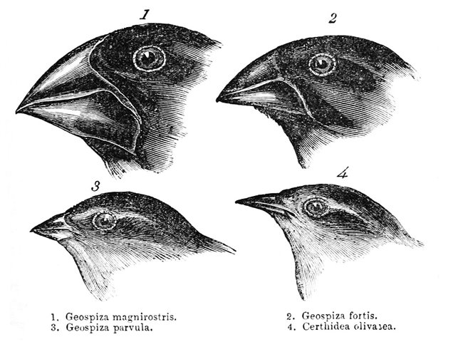 Illustration of Darwin's finches