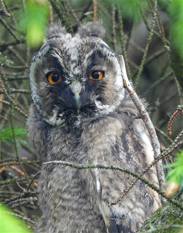 Long-eared Owl, by Adam Moan