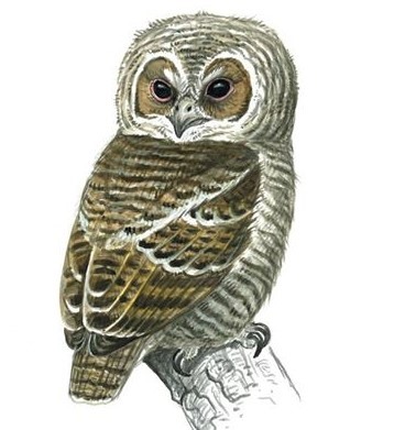 Tawny Owl juvenile