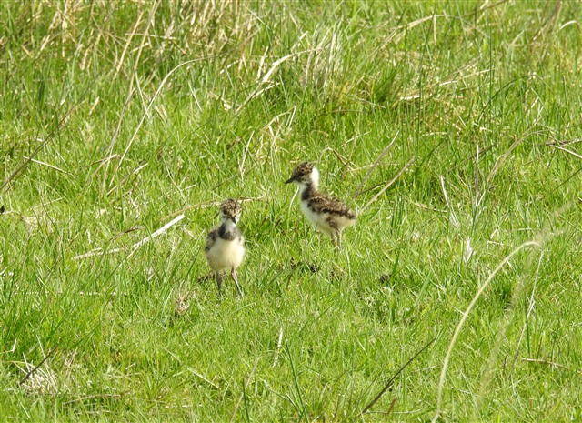 Lapwing chicks by Steve Westerberg