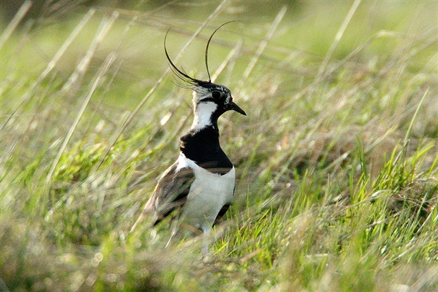 Lapwing by Andy Hay
