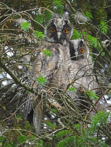 Long-eared Owls, by Adam Moan