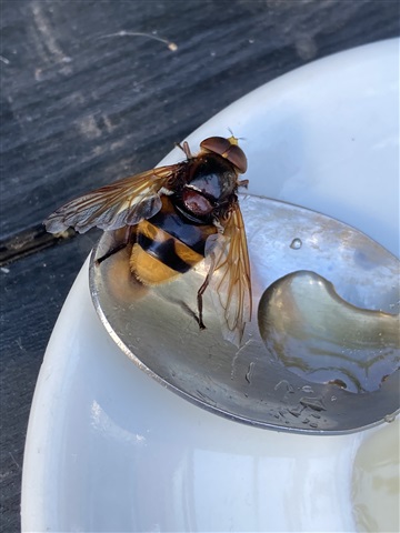 Spiritus gidsel Takt Drone flies and Hornet mimic hoverflies. - Flatford Wildlife Garden -  Flatford Wildlife Garden - The RSPB Community