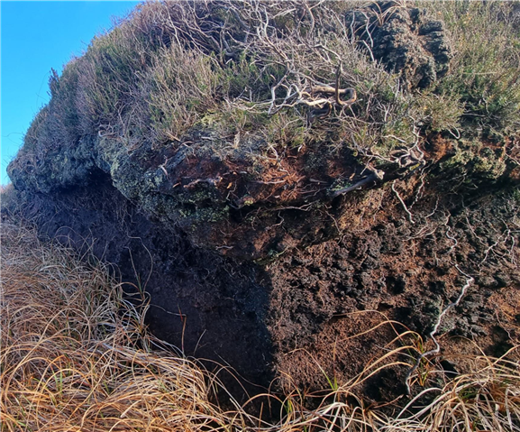 An exposed peat face with grasses growing at the bottom, and heather at the top.