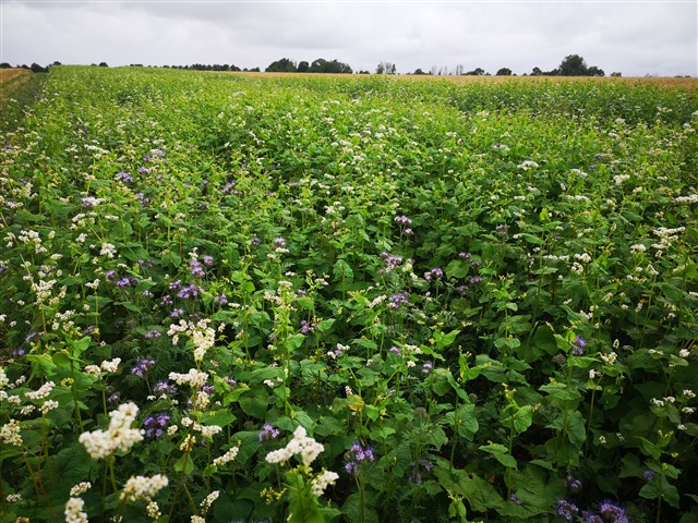 a recent summer cover grown on farm August 2021