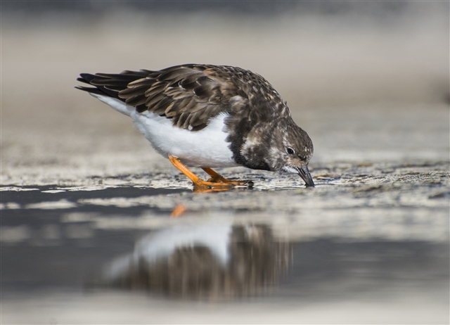 A Turnstone is digging its beak into wet mud. It has a dark brown head and back, a white chest and long orange legs.