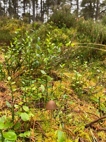 A small mushroom growing up from the forest floor, surrounded by vegetation. 