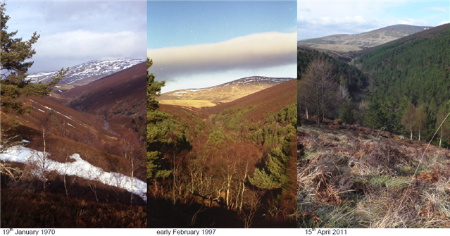 A trio of images of the same location, taken in 1970, 1997 and 2011. The hill shown increases in tree cover as the years go on.