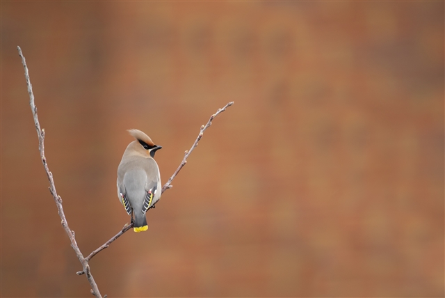 A Waxwing is perched on a bare twig. It has creamy brown feathers with a prominent head crest. It has black feathers around its face and yellow at the tip of its tail.