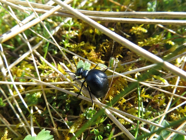 A short necked oil beetle crawling through grass and moss.