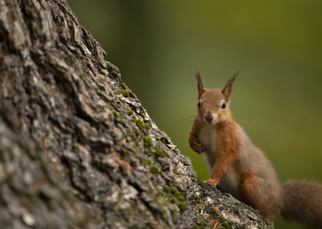 A Red Squirrel at the base of a tree, looking at the camera