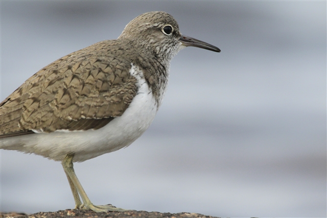 A common sandpiper stands on a rock looking out onto the sea.