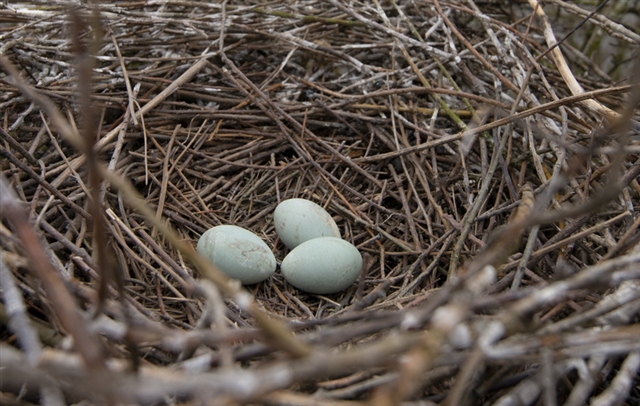 A close up image of a nest made out of small twigs, with three pale blue eggs in the centre.