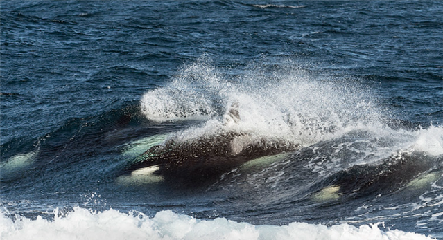  Several Orca are swimming through crashing waves.