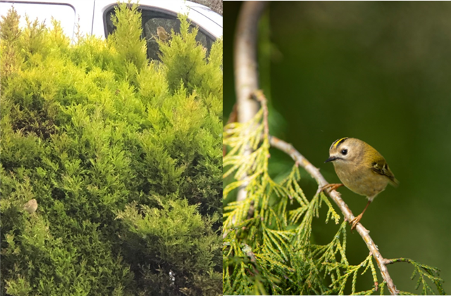 A side by side comparison of a zoomed out picture of two goldrests and a close up shot of a goldcrest