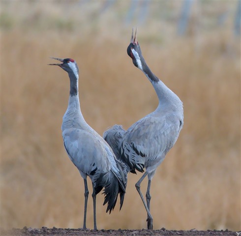 Two Cranes are calling back to back. They are tall, grey birds with long, black legs, long, black necks with white patches, and a small red crest on their head.