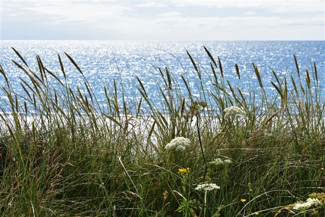 Strands of marram grass blow in the wind. A sandy beach a glistening seascape can be seen in the background.