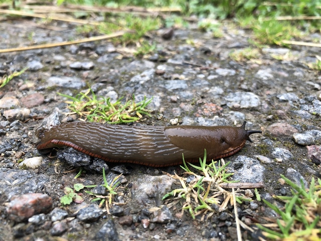 A brown slug with a red stripe on the ground.