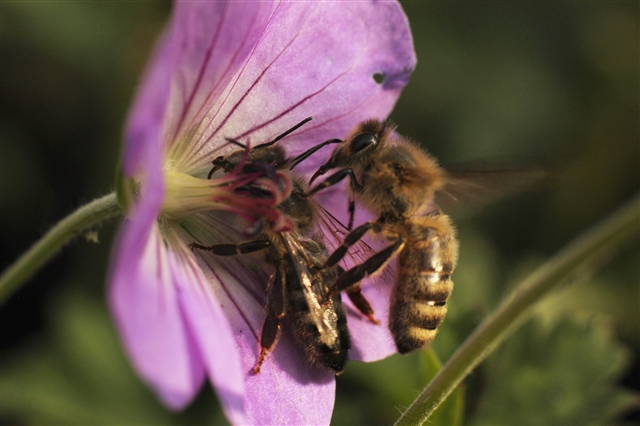 Two western honey bees are pollinating a purple geranium flower.