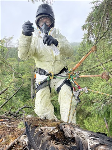 A man in full PPE, including coveralls, face mask, goggles and gloves, takes a swab from a white-tailed eagle chick. He is wearing a harness and attached to ropes holding him by the nest high in the trees.