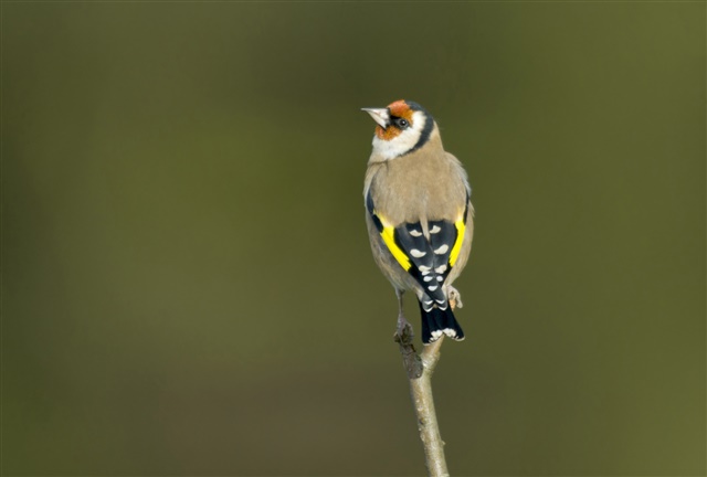 A view of a goldfinch perching from behind.