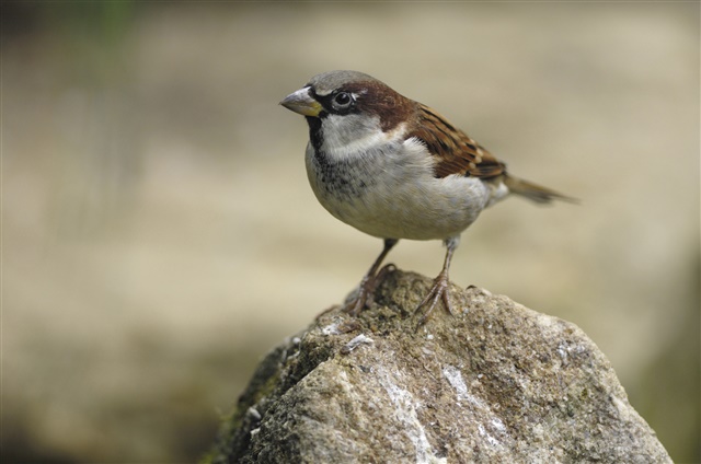 A male house sparrow is perched on a rock.