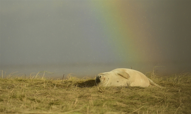 A seal pup in front of a rainbow