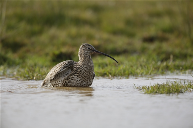 A curlew in a puddle in a grassy field. 