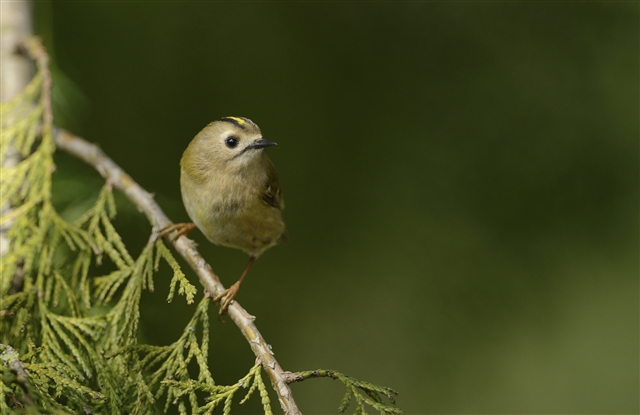 A goldcrest is sitting on a branch, with it's bright, gold crest visible.