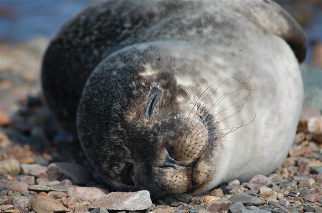 Close up image of a sleeping seal