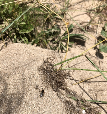 A Northern Colletes bee resting on the sand