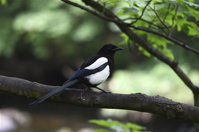 A magpie is standing on a tree branch.