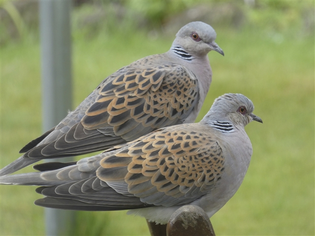 Two turtle doves sit on a wooden perch.